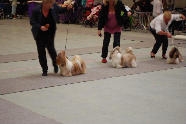 Shih Tzu Danmark